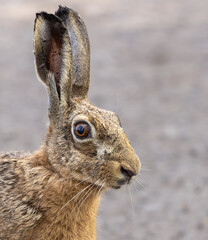 European or Brown hare
