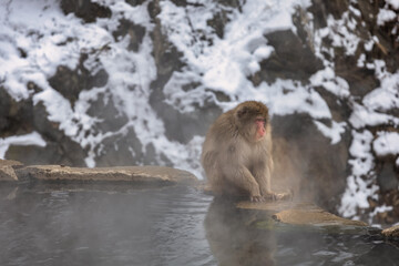 Naklejka premium Japanese Snow monkey family,Jigokudani Monkey Park, Nagano, Japan 