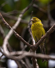 Atlantic canary