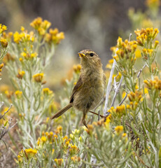 Canary islands chiffchaff 