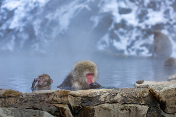 Naklejka premium Japanese Snow monkey family,Jigokudani Monkey Park, Nagano, Japan 