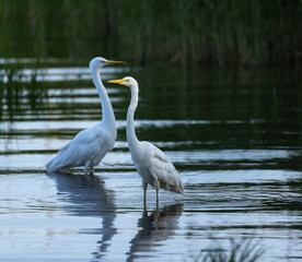 Great white egret