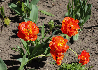 Orange fluffy tulip closeup. Red tulip on a flower bed in spring on a bright sunny day. Spring flowers in the city park. yellow-red beautiful  flower in the garden