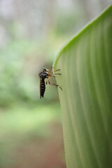 fly on leaf