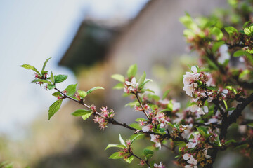 Bright white blossom of an apple tree - Blurred background.