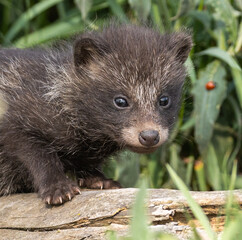 Raccoon dog cubs