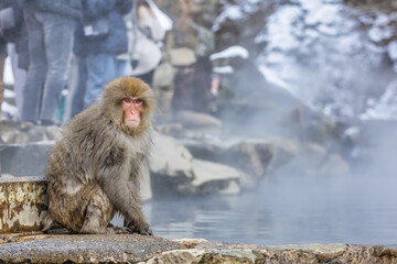 Obraz premium Japanese Snow monkey family,Jigokudani Monkey Park, Nagano, Japan 