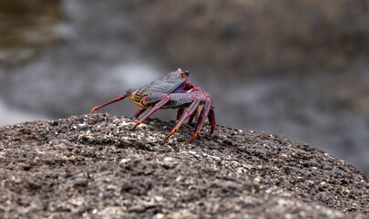 Red rock crab