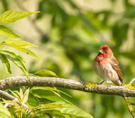 Common rosefinch