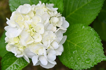雨に映える紫陽花