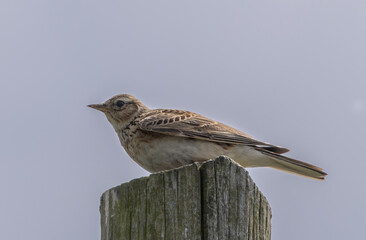 Skylark