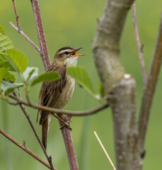 Sedge warbler