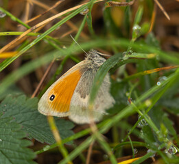 Obraz premium Small heath butterfly
