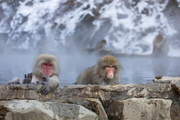 Fototapeta premium Japanese Snow monkey family,Jigokudani Monkey Park, Nagano, Japan 