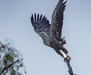 White-tailed eagle