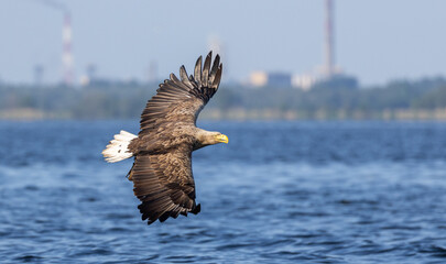 White-tailed eagle
