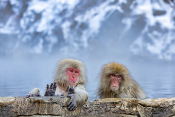 Japanese Snow monkey family,Jigokudani Monkey Park, Nagano, Japan
