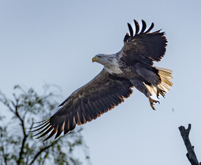 White-tailed eagle