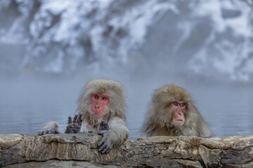 Japanese Snow monkey family,Jigokudani Monkey Park, Nagano, Japan
