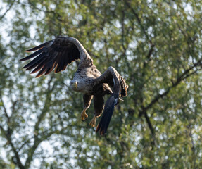 White-tailed eagle