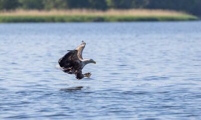 Obraz premium White-tailed eagle