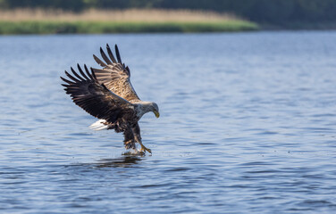 White-tailed eagle