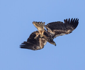 White-tailed eagle