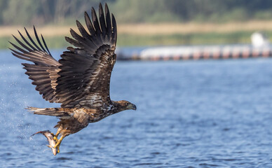 White-tailed eagle