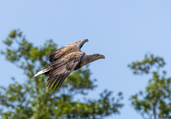 White-tailed eagle