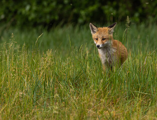 Young red fox in meadow