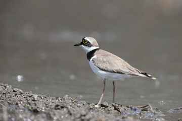 Little ringed plover (Charadrius dubius curonicus) in Japan