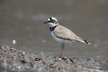 Little ringed plover (Charadrius dubius curonicus) in Japan