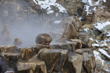 Japanese Snow monkey family,Jigokudani Monkey Park, Nagano, Japan
