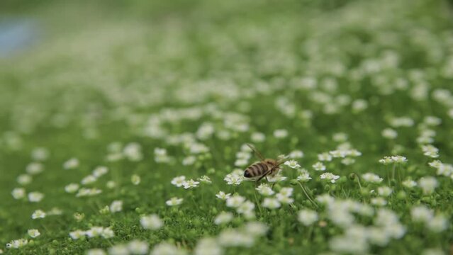 Flying honey bee collects pollen or nectar and pollinates flowers on green juicy grass on the blooming meadow. Close up, selective focus, shallow DOF. Beekeeping, agriculture or gardening concept