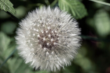 Obraz premium dandelion on green background, nacka,sverige,sweden,stockholm