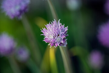 close up of a purple flower, nacka,sverige,sweden,stockholm