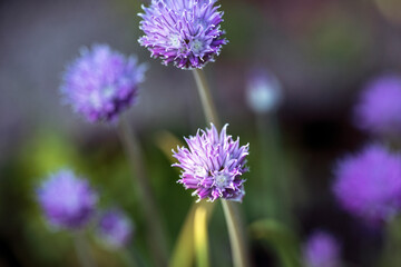 close up of a flower, nacka,sverige,sweden,stockholm