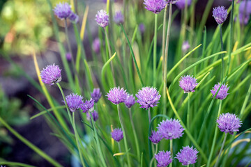 purple shives flowers in the grass, nacka,sverige,sweden,stockholm