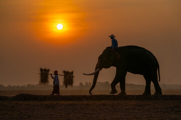 Silhouette of mahout man sit on back of big Asian elephant and walk in front by farmer woman carry straw with morning sun on background.