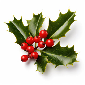 Holly berry with leaves isolated. Illustration AI Generative.