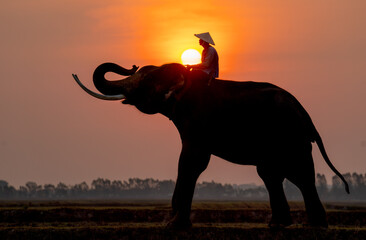 Silhouette of mahout man sit on back of big Asian elephant and stand in the field with morning sun on background with mahout in position of touch and hold the sun.