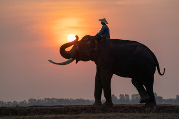 Silhouette of mahout man sit on back of big Asian elephant and stand in the field with morning sun on background with trunk in position of touch the sun. - Powered by Adobe