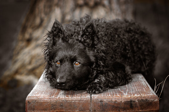 Black Hungarian sheep dog, breed is mudi