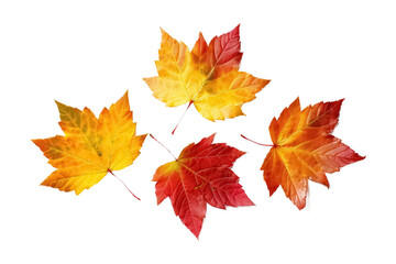 Naklejka na ściany i meble collection of beautiful colorful autumn leaves on white background, AI