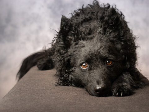 Black Hungarian sheep dog, breed is mudi