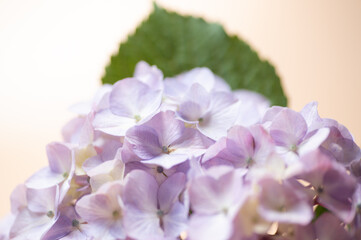 満開のアジサイ