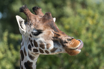 Obraz premium Giraffe