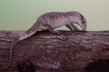 A savannah monitor is looking for prey in a dry tree trunk. This reptile with its natural habitat...