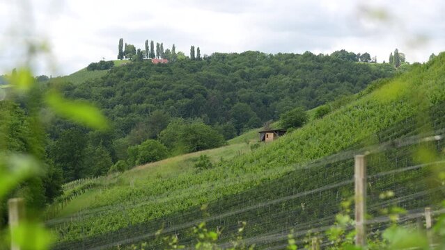 View at a hill at the wine region at the winemaker Sattlerhof in Gamlitz