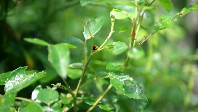 coccinelle rouge sur une feuille verte dans un jardin en france. insectivore